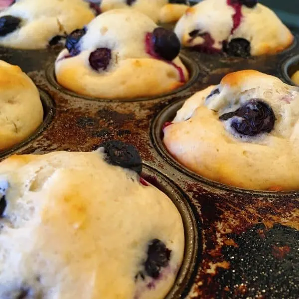 baked blueberry muffins in muffin tins