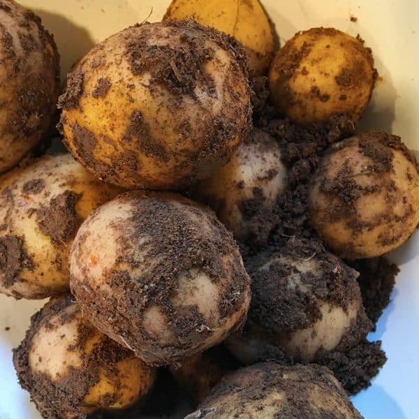 Potatoes covered in dirt from being dug up from the garden